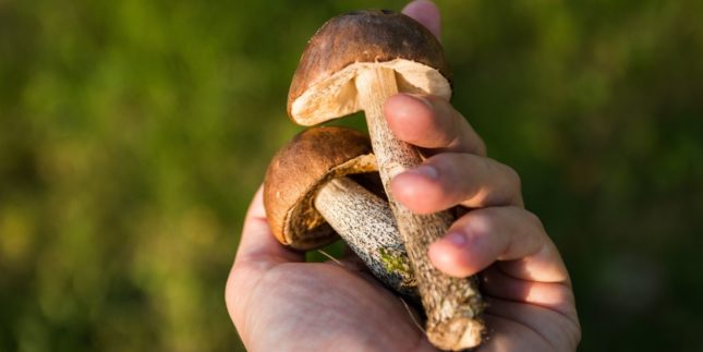 kit coltivazione funghi