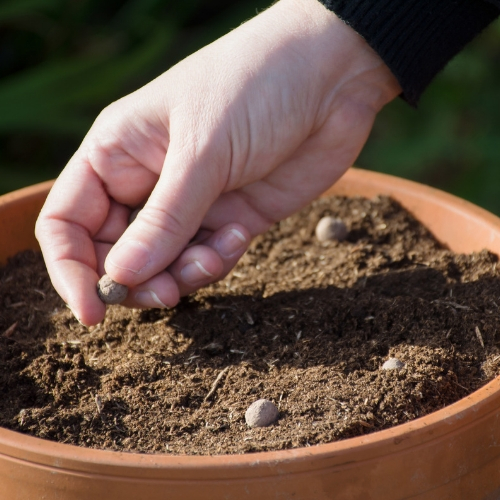 seed ball come usarli