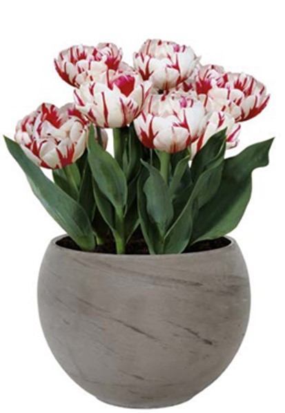 Kit Coltivazione Fiori di Tulipani