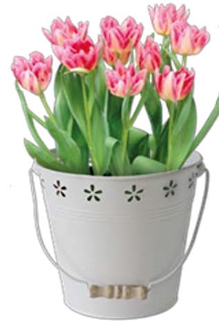 Kit Coltivazione Fiori di Tulipani