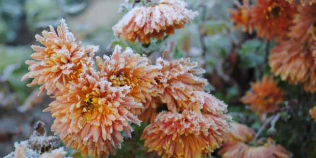 Come conservare le piante in inverno e come si proteggono dal vento, dalla pioggia e dalla neve?