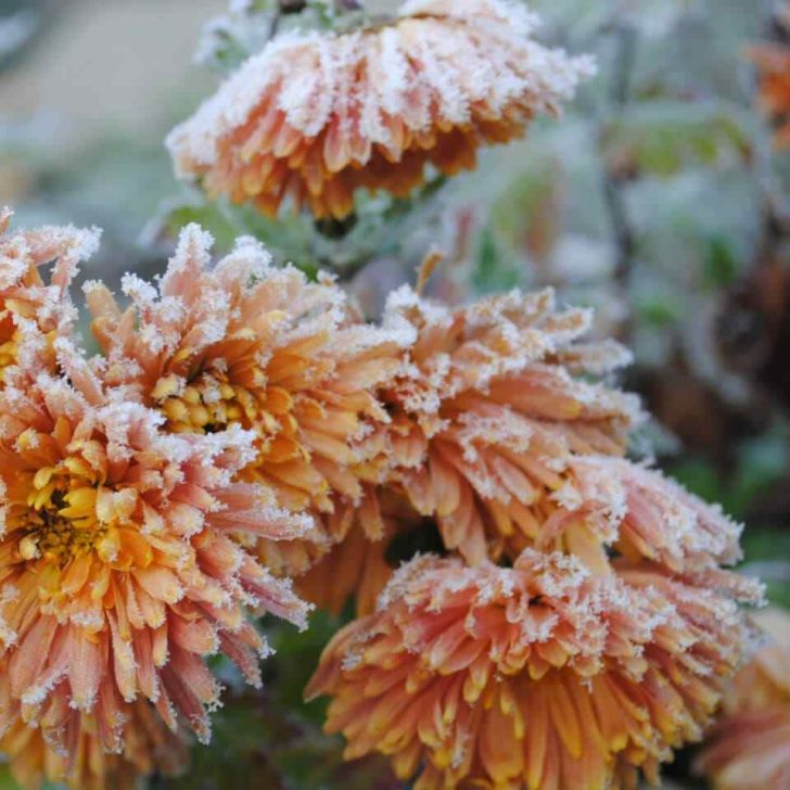 Come conservare le piante in inverno e come si proteggono dal vento, dalla pioggia e dalla neve?