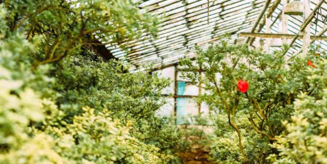 Cosa piantare in serra a marzo?