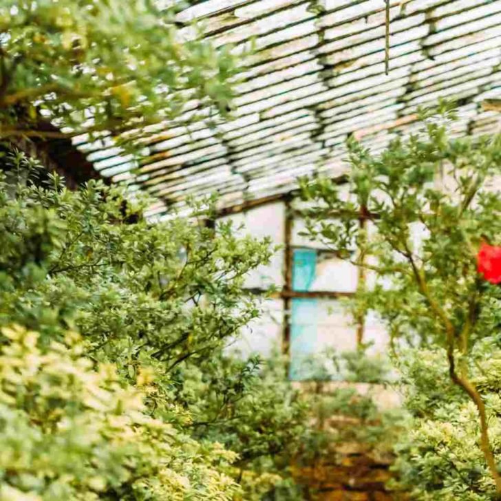 Cosa piantare in serra a marzo?