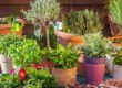 Come disporre i vasi in giardino?