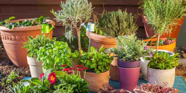 Come disporre i vasi in giardino?