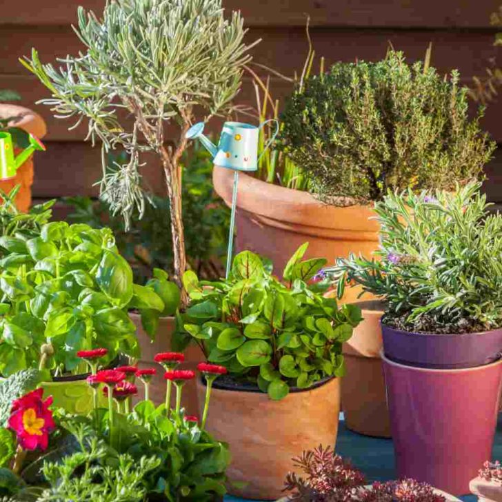 Come disporre i vasi in giardino?