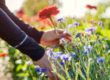 Che fiori mettere in giardino e come creare un giardino fiorito