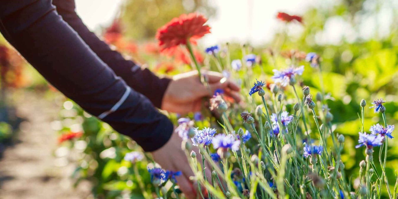 Che fiori mettere in giardino e come creare un giardino fiorito