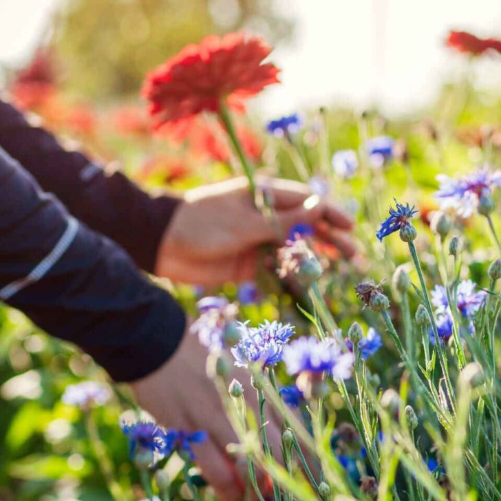 Che fiori mettere in giardino e come creare un giardino fiorito