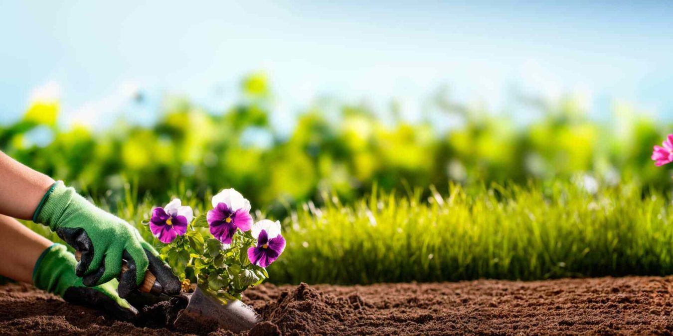 Cosa piantare in estate