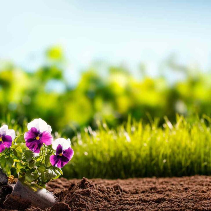 Cosa piantare in estate